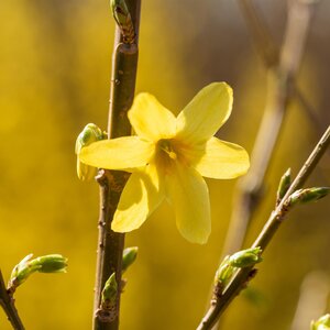 Forsythia intermedia Week End
