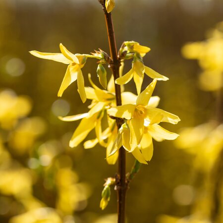 Forsythia Spectabilis