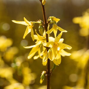 Forsythia Spectabilis
