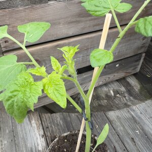 Fraise Plum 10cm