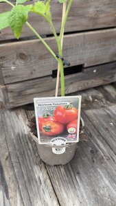 Fraise Plum 10cm - image 2