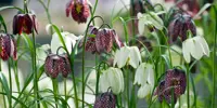 Fritillaria Bulbs