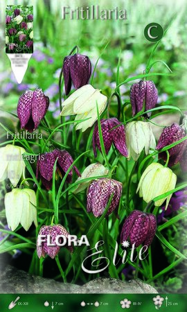 Fritillaria Meleagris Mixed