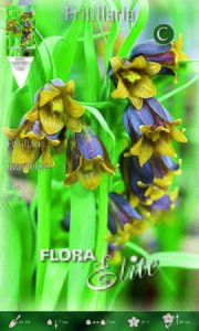 Fritillaria Uva-Vulpis