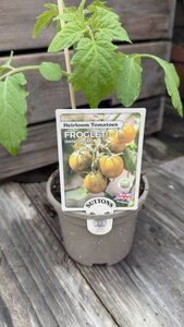 Froglet Mini Plum Tomato 10cm