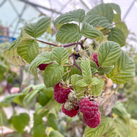 Fruit trees & Bushes