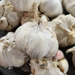 Garlic Extra Early Wight