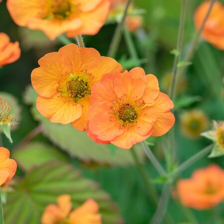Geum hybrida 'Totally Tangerine'