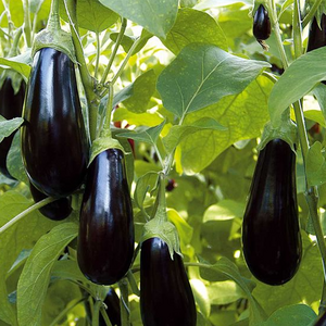 Grafted Aubergine F1 Scorpio 9cm Pot