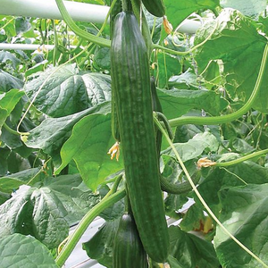 Grafted Cucumber F1 Carmen 9cm Pot
