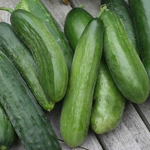 Grafted Cucumber F1 Mini Stars 9cm Pot