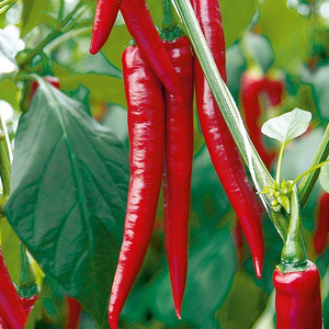 Grafted Pepper Chilli F1 Medina 9cm Pot
