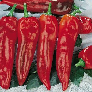Grafted Sweet Pepper Thor 10cm