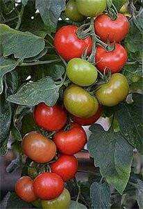 Grafted Tomato Crimson Crush 10cm Blight Resistant