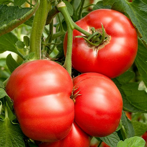 Grafted Tomato Crimson Crush 9cm Pot, Blight Resistant