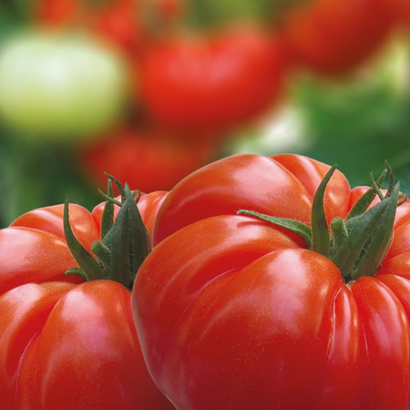 Grafted Tomato F1 Buffalosteak 9cm Pot