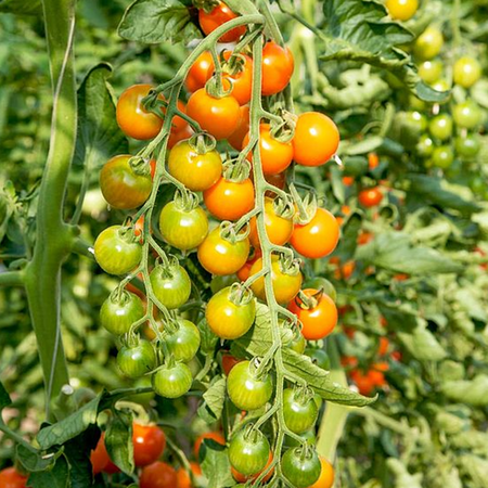 Grafted Tomato Honeycomb 9cm Pot