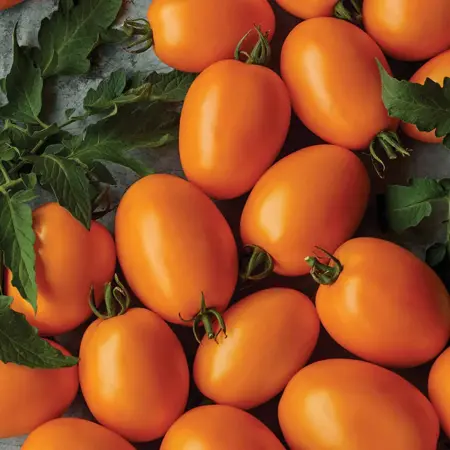 Grafted Tomato Vivacious Orange Plum, Blight Resistant