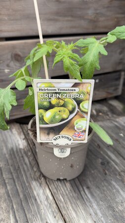 Green Zebra Salad 10cm