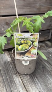 Green Zebra Salad 10cm