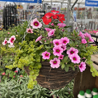 Hanging & Wall Baskets