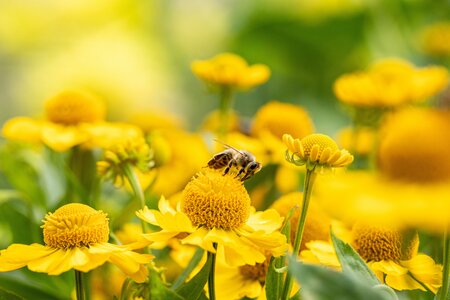 Helenium 'Lemon Sundae'