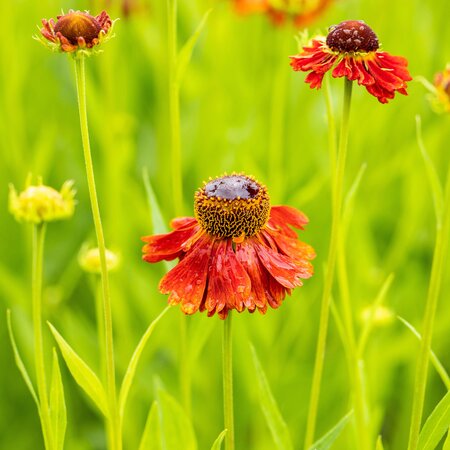 Helenium 'Moerheim Beauty'