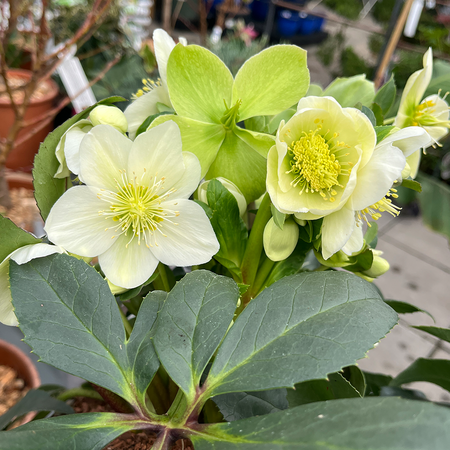 Helleborus ericsmithii Ice Breaker Maxi