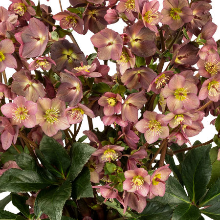 Helleborus x glan. Ice'N'Roses
