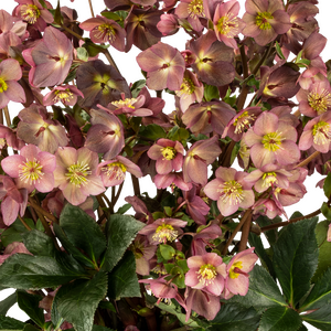 Helleborus x glan. Ice'N'Roses