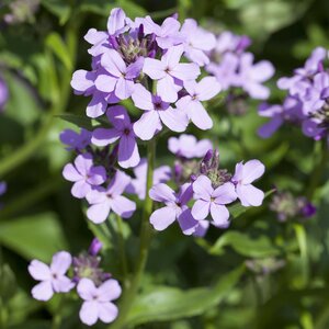 Hesperis matronalis 1L