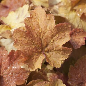 Heuchera 'Caramel' 1L
