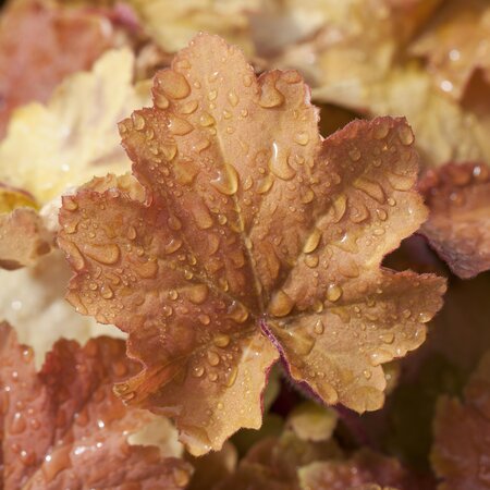 Heuchera Caramel 3L Pot