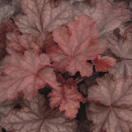 Heuchera 'Fire Chief' 3L