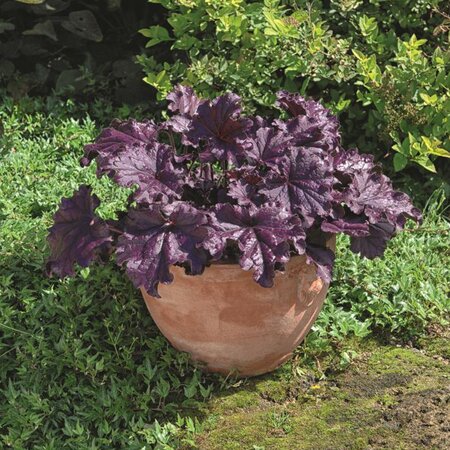 Heuchera 'Forever Purple'
