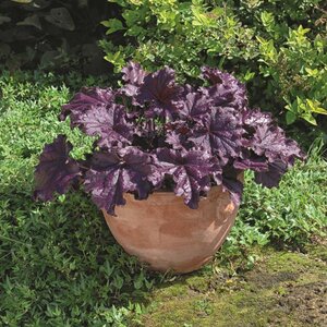 Heuchera 'Forever Purple'