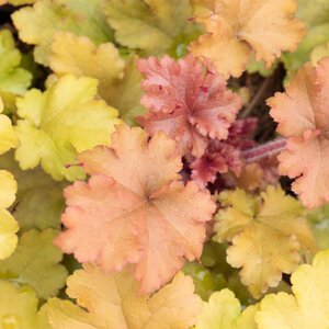 Heuchera Marmalade 1L