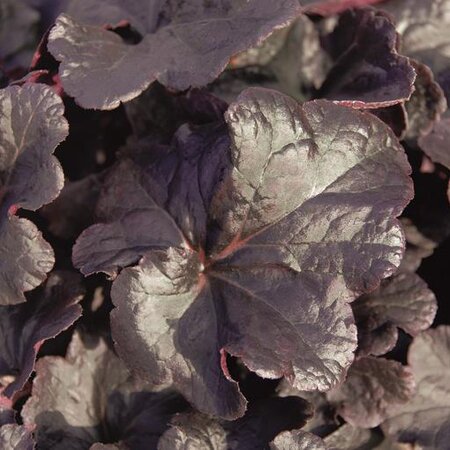 Heuchera Obsidian 3L Pot