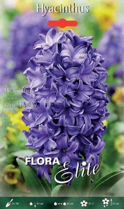 Hyacinth Blue Trophy