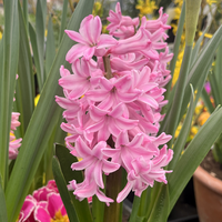 Hyacinth Bulbs