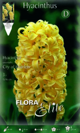 Hyacinth City of Haarlem