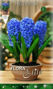 Hyacinth Delft Blue (Indoor)