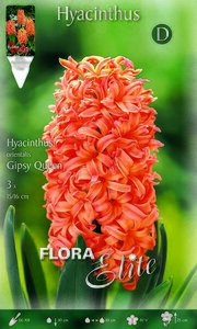 Hyacinth Gipsy Queen