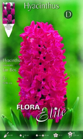 Hyacinth Jan Bos