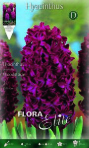 Hyacinth Woodstock