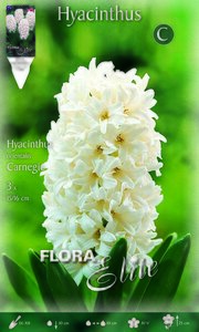 Hyacinthus Carnegie