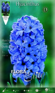 Hyacinthus Delft Blue