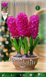 Hyacinthus Jan Bos (indoor)