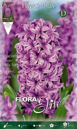 Hyacinthus Miss Saigon