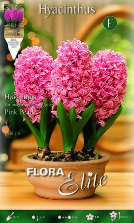 Hyacinthus Pink Pearl (indoor)